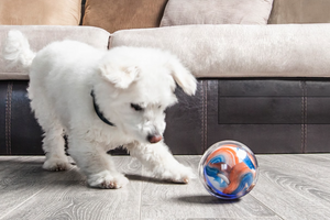 Pebby – робот-шар для развлечения домашних животных (+видео)